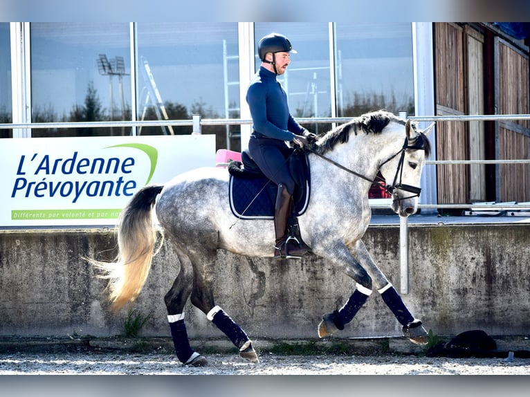 PRE Croisé Étalon 8 Ans 165 cm Gris pommelé in Martfeld