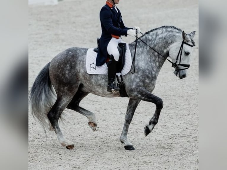 PRE Croisé Étalon 8 Ans 165 cm Gris pommelé in Martfeld