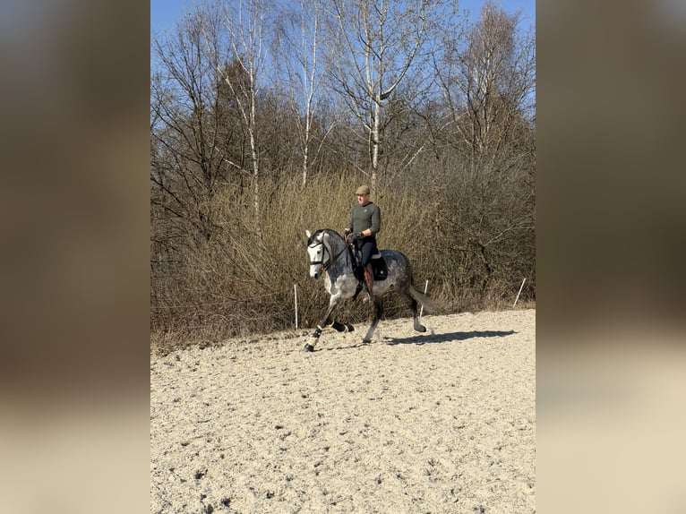 PRE Croisé Étalon 8 Ans 165 cm Gris pommelé in Zakrzów