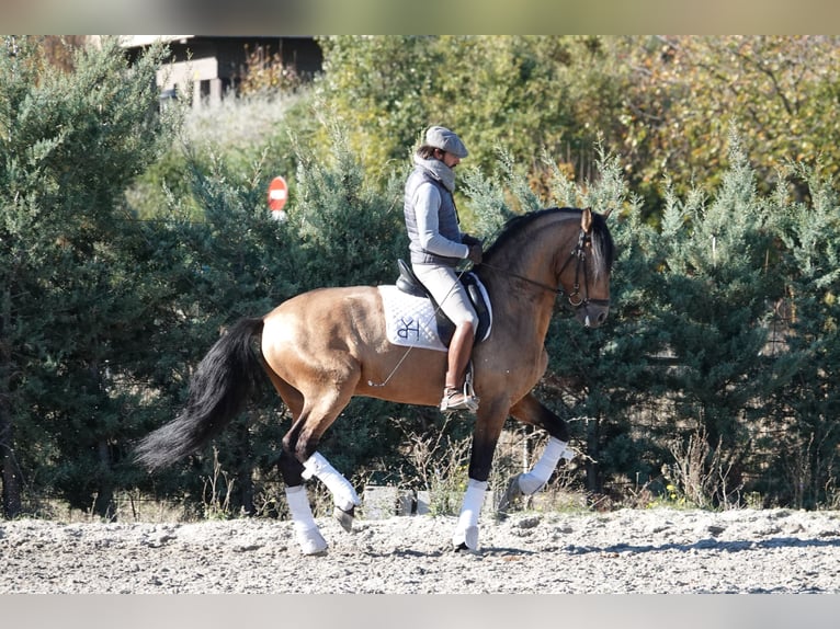 PRE Étalon 8 Ans 165 cm Isabelle in Noain