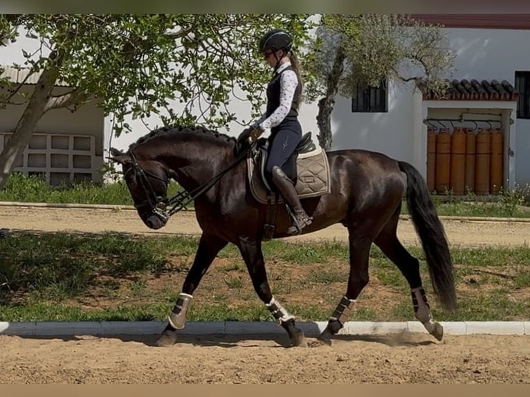 PRE Croisé Étalon 8 Ans 165 cm Noir in SEVILLA