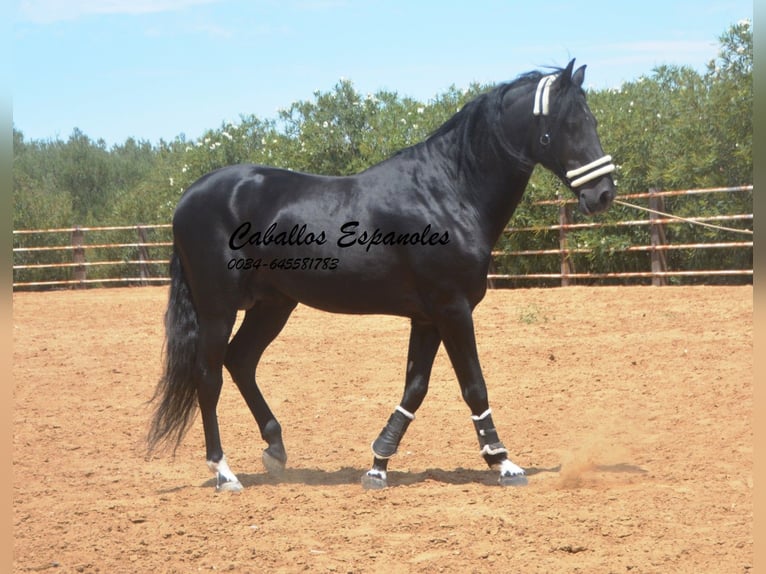 PRE Étalon 8 Ans 165 cm Noir in Vejer de la Frontera