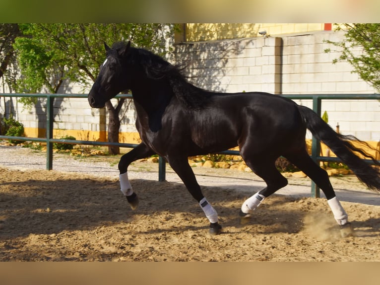 PRE Étalon 8 Ans 165 cm Noir in Tann