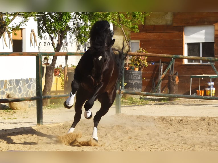 PRE Étalon 8 Ans 165 cm Noir in Tann