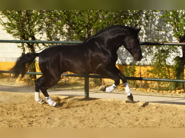 PRE Étalon 8 Ans 165 cm Noir in Tann