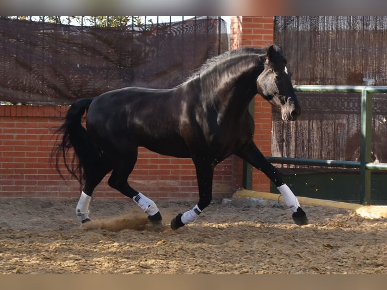PRE Étalon 8 Ans 165 cm Noir in Tann