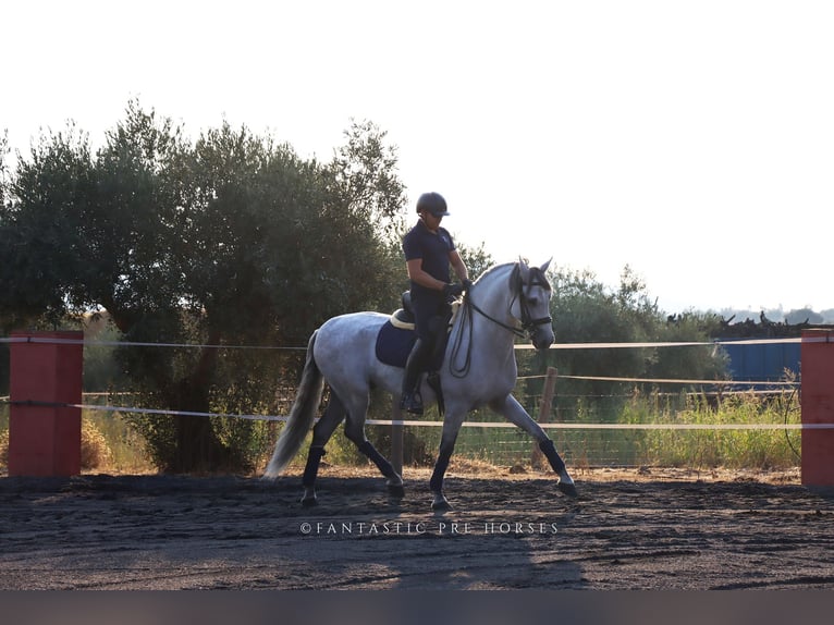 PRE Étalon 8 Ans 166 cm Gris in Santa Perpetua de Mogoda