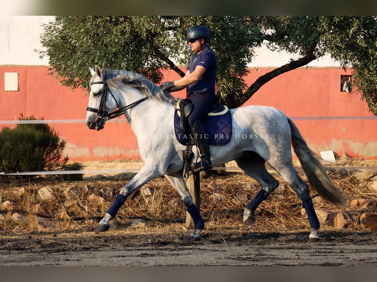 PRE Étalon 8 Ans 166 cm Gris in Santa Perpetua de Mogoda