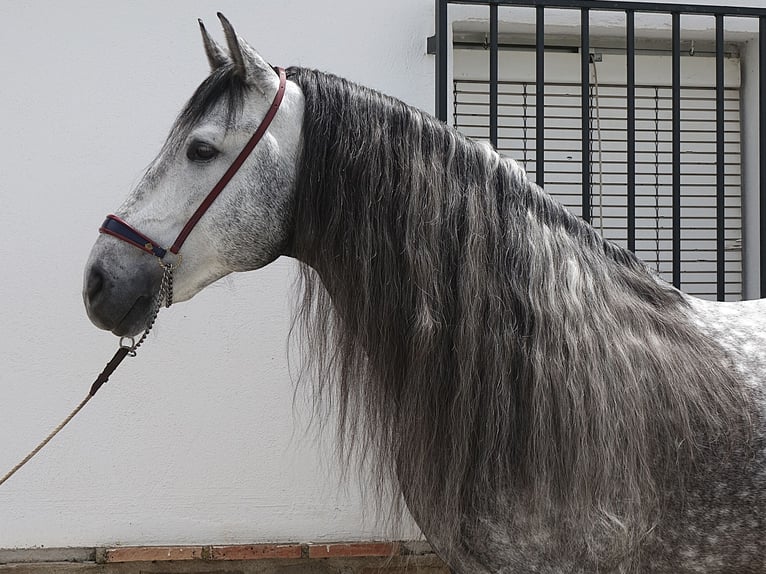 PRE Croisé Étalon 8 Ans 166 cm Gris in Coin