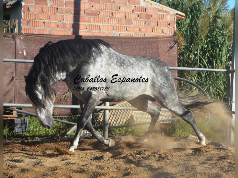 PRE Croisé Étalon 8 Ans 166 cm Gris pommelé in Vejer de la Frontera