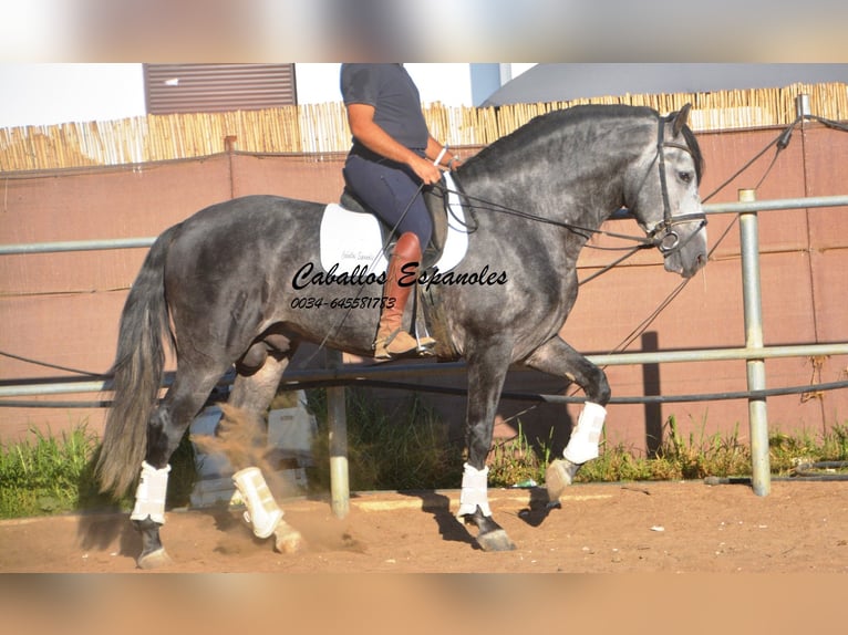 PRE Croisé Étalon 8 Ans 166 cm Gris pommelé in Vejer de la Frontera