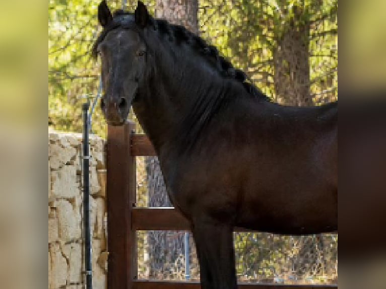 PRE Étalon 8 Ans 166 cm Noir in Alicante