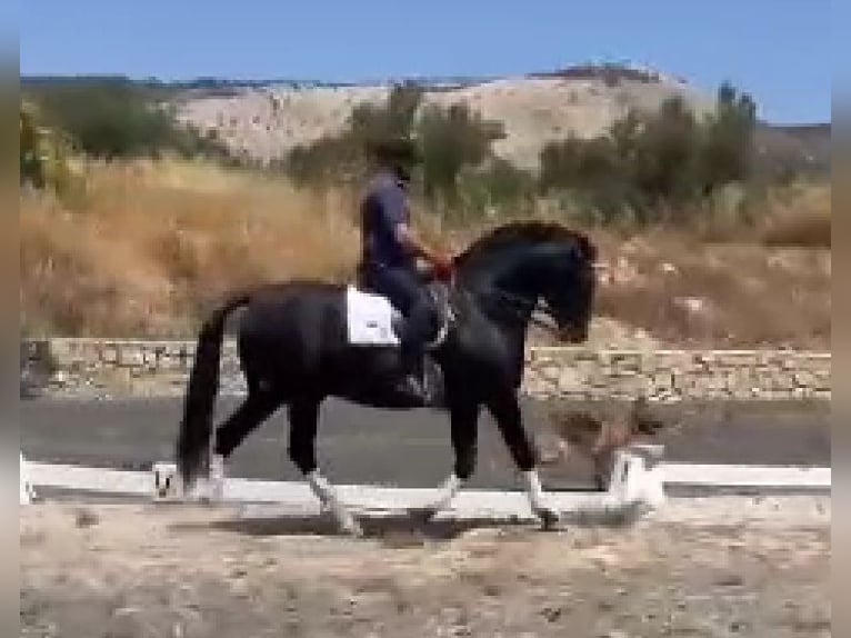 PRE Étalon 8 Ans 166 cm Noir in Alicante