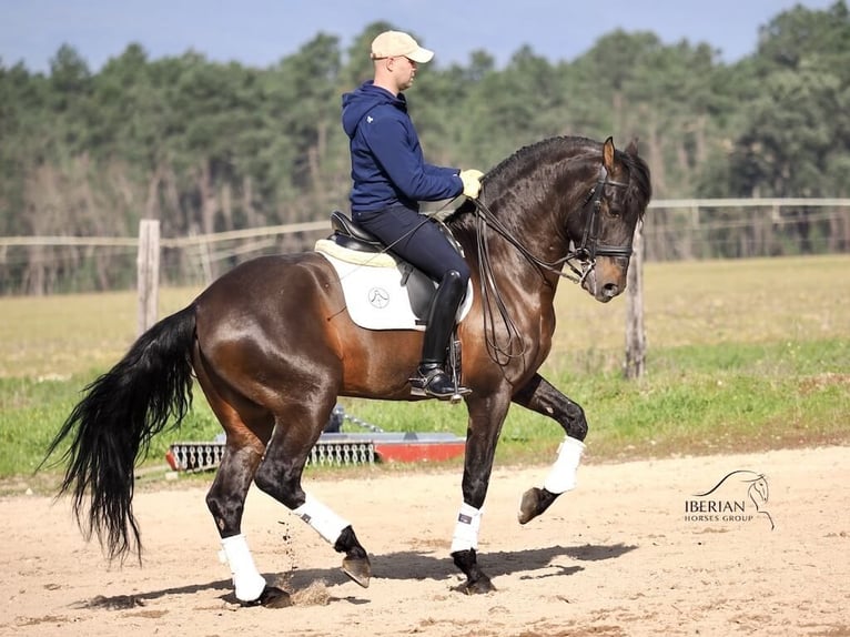 PRE Croisé Étalon 8 Ans 167 cm Bai in Navas Del Madroño
