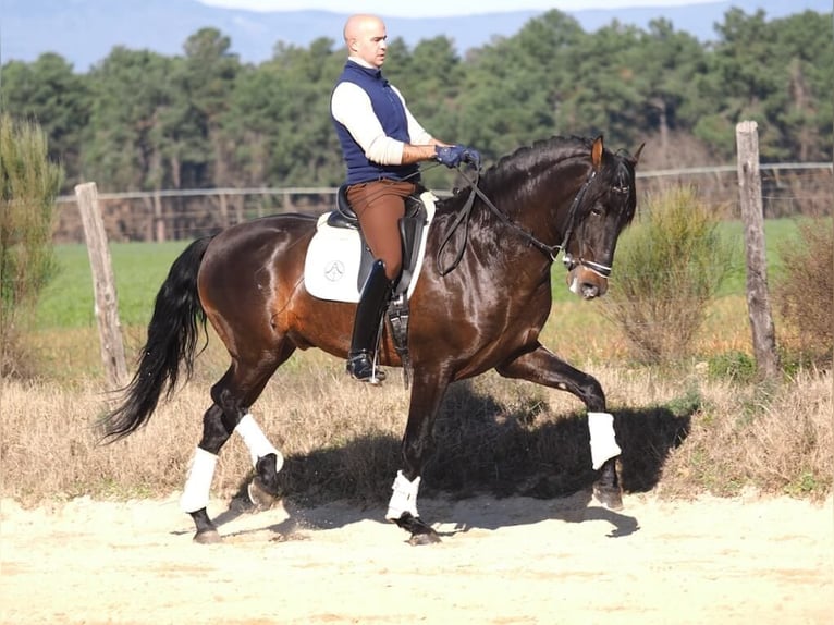PRE Croisé Étalon 8 Ans 167 cm Bai in Navas Del Madroño