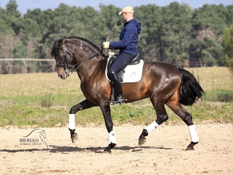 PRE Croisé Étalon 8 Ans 167 cm Bai in Navas Del Madroño