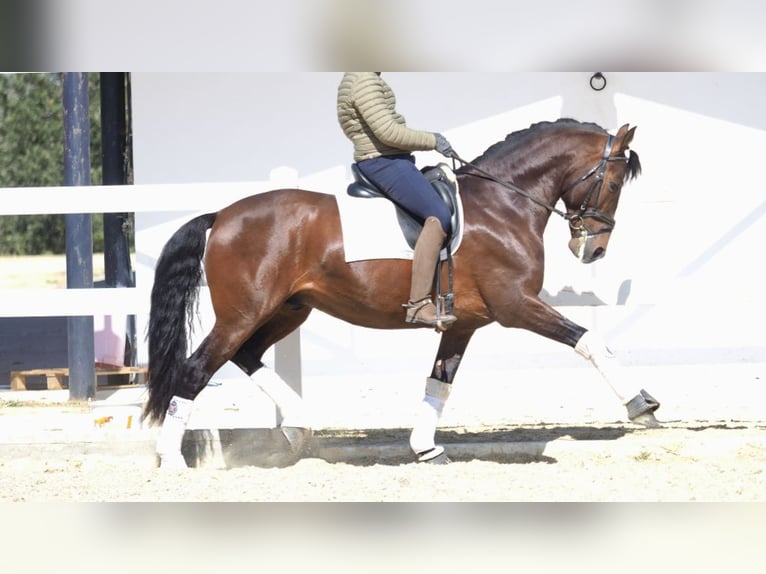 PRE Croisé Étalon 8 Ans 167 cm Bai cerise in NAVAS DEL MADRONO