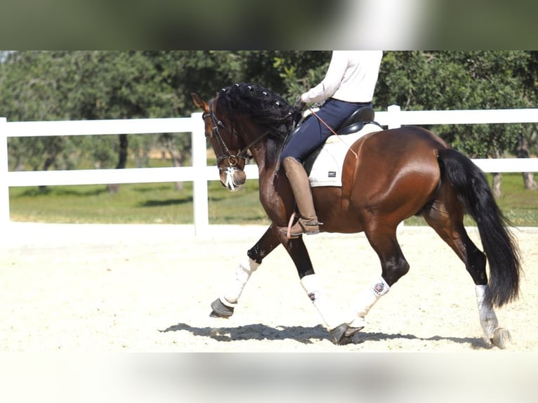 PRE Croisé Étalon 8 Ans 167 cm Bai cerise in NAVAS DEL MADRONO