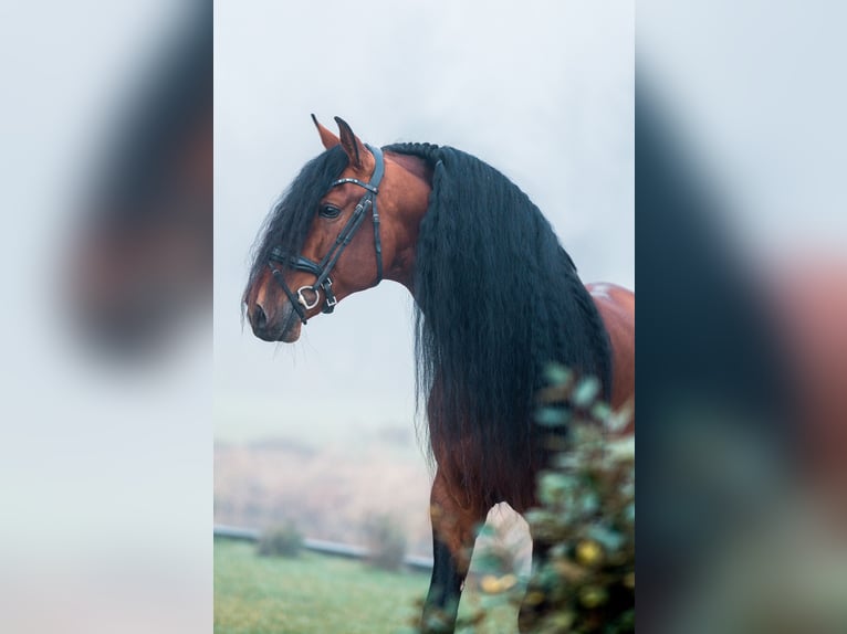 PRE Croisé Étalon 8 Ans 167 cm Bai in Vinkeveen