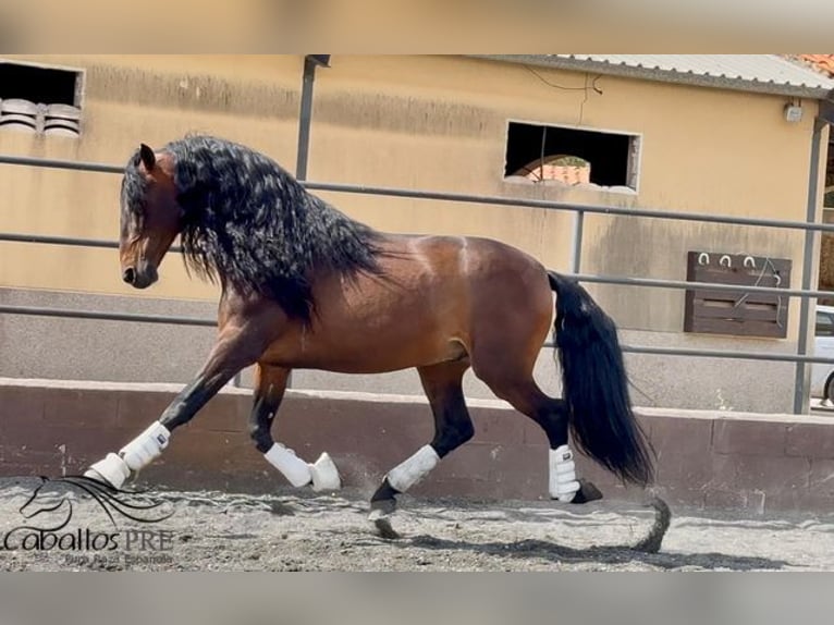 PRE Croisé Étalon 8 Ans 167 cm Bai in Barcelona