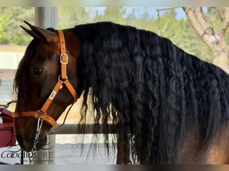 PRE Croisé Étalon 8 Ans 167 cm Bai in Barcelona