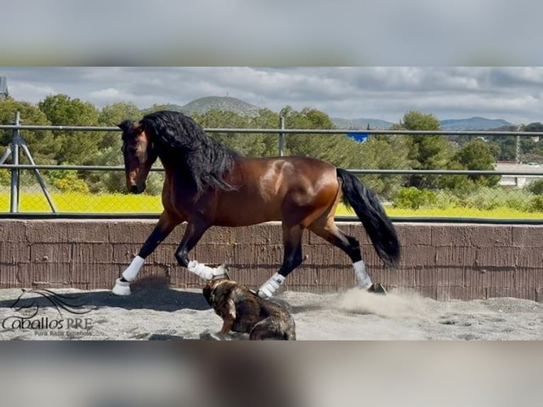PRE Croisé Étalon 8 Ans 167 cm Bai in Barcelona