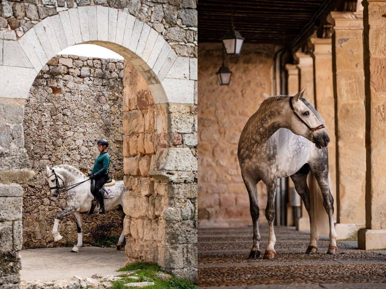 PRE Croisé Étalon 8 Ans 167 cm Gris in Navas Del Madroño