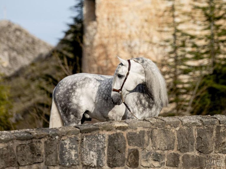 PRE Croisé Étalon 8 Ans 167 cm Gris in Navas Del Madroño