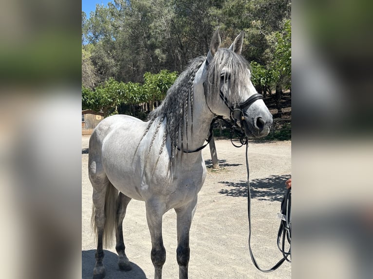 PRE Étalon 8 Ans 167 cm Gris in Barcelona