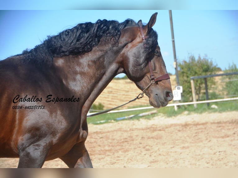 PRE Étalon 8 Ans 168 cm Bai brun foncé in Vejer de la Frontera