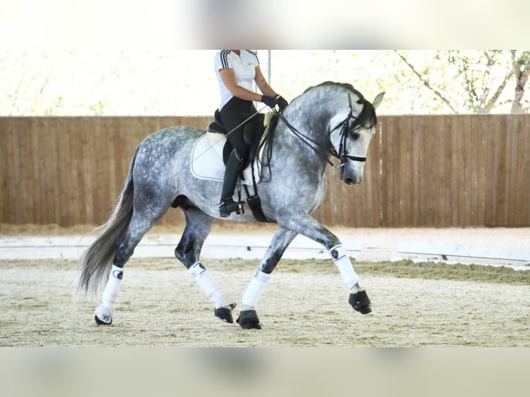 PRE Croisé Étalon 8 Ans 168 cm Gris in NAVAS DEL MADRONO