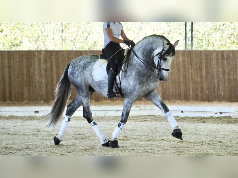 PRE Croisé Étalon 8 Ans 168 cm Gris in NAVAS DEL MADRONO