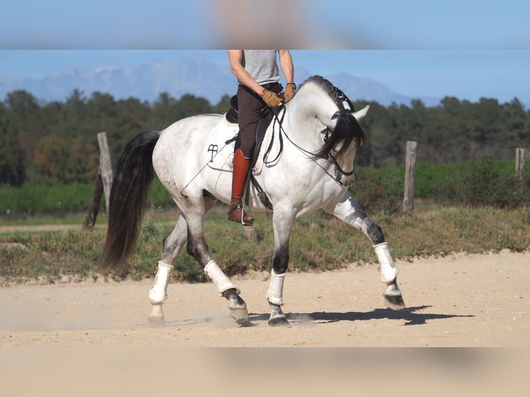 PRE Croisé Étalon 8 Ans 168 cm Gris in NAVAS DEL MADRONO