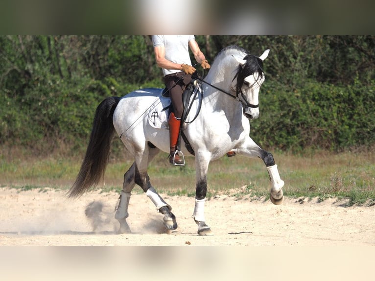 PRE Croisé Étalon 8 Ans 168 cm Gris in NAVAS DEL MADRONO