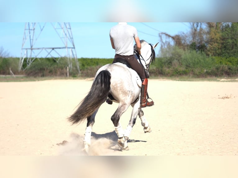 PRE Croisé Étalon 8 Ans 168 cm Gris in NAVAS DEL MADRONO