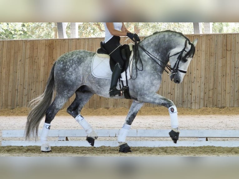 PRE Croisé Étalon 8 Ans 168 cm Gris in NAVAS DEL MADRONO