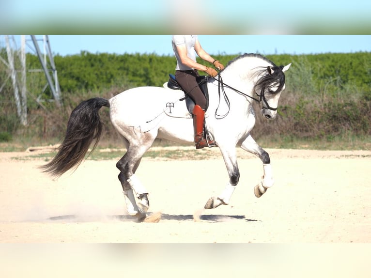 PRE Croisé Étalon 8 Ans 168 cm Gris in NAVAS DEL MADRONO