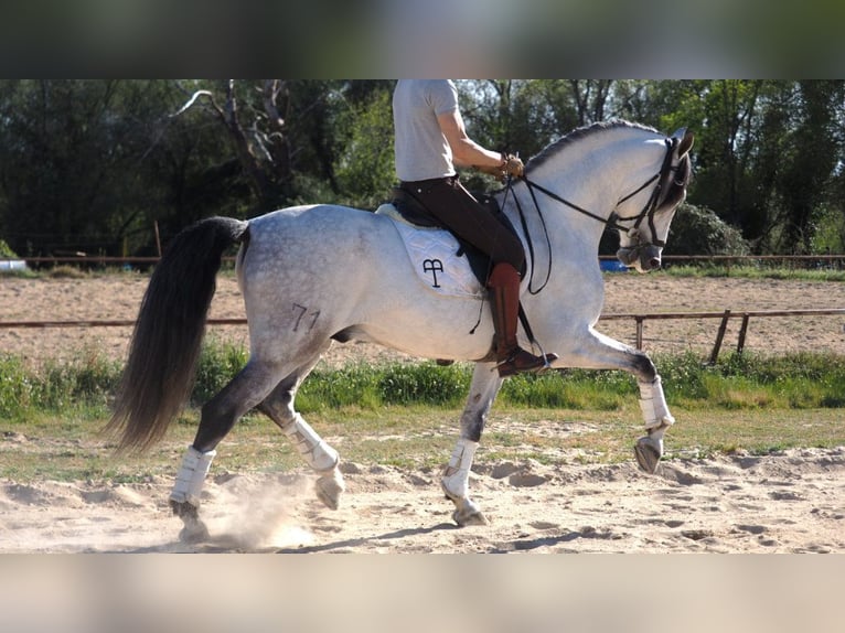 PRE Croisé Étalon 8 Ans 168 cm Gris in NAVAS DEL MADRONO