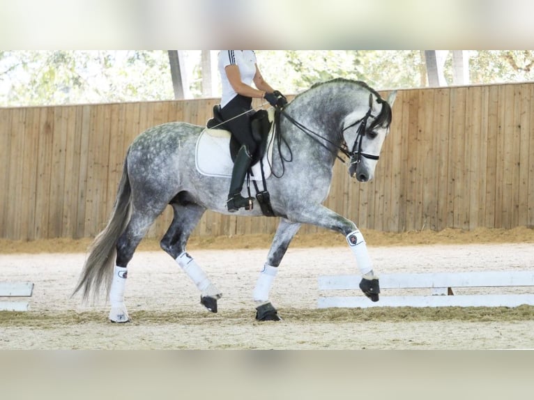 PRE Croisé Étalon 8 Ans 168 cm Gris in NAVAS DEL MADRONO