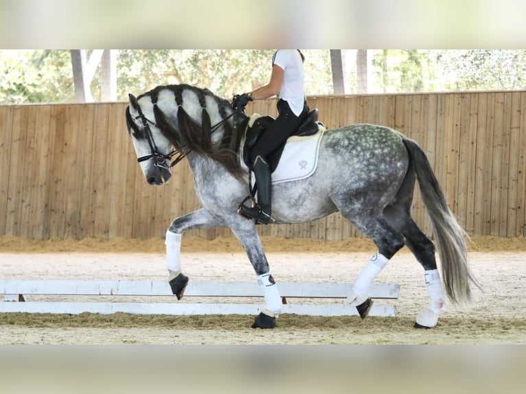 PRE Croisé Étalon 8 Ans 168 cm Gris in NAVAS DEL MADRONO