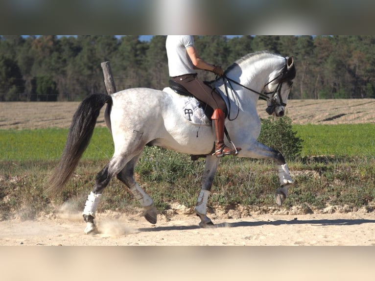 PRE Croisé Étalon 8 Ans 168 cm Gris in NAVAS DEL MADRONO