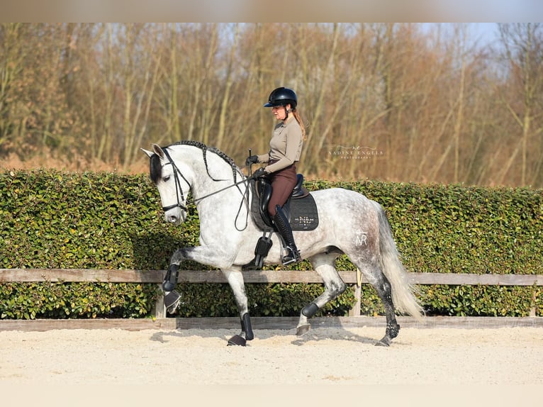 PRE Croisé Étalon 8 Ans 168 cm Gris in Vinkeveen