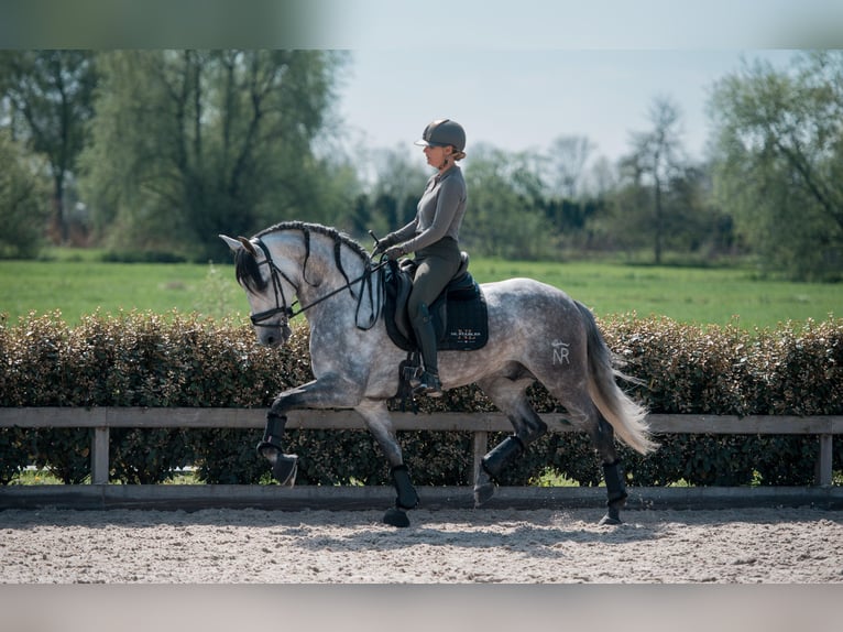 PRE Croisé Étalon 8 Ans 168 cm Gris in Vinkeveen