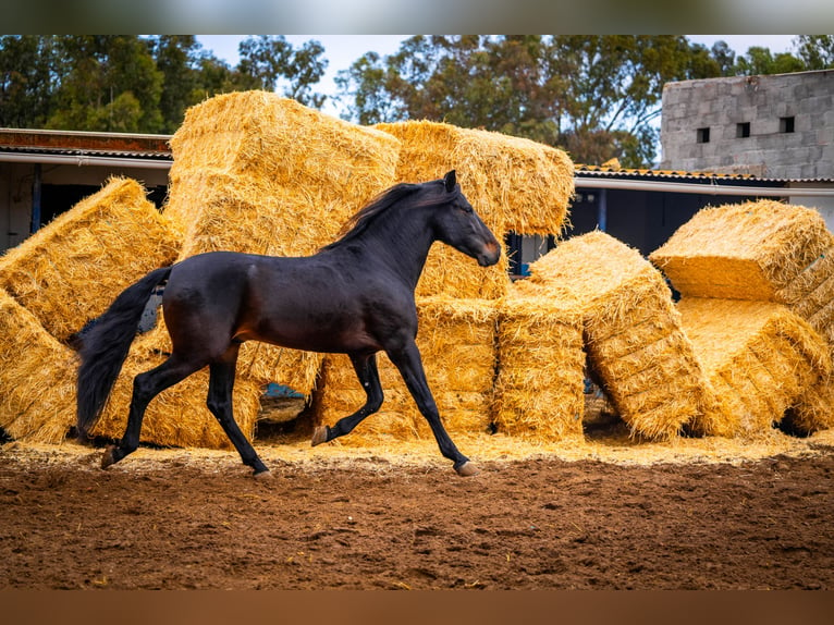 PRE Croisé Étalon 8 Ans 168 cm Noir in Valencia