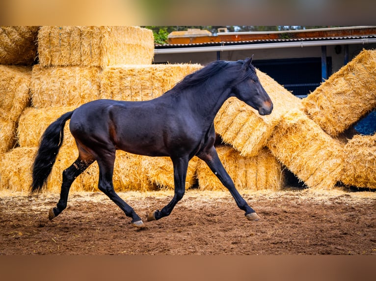 PRE Croisé Étalon 8 Ans 168 cm Noir in Valencia