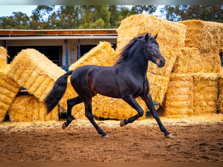 PRE Croisé Étalon 8 Ans 168 cm Noir in Valencia