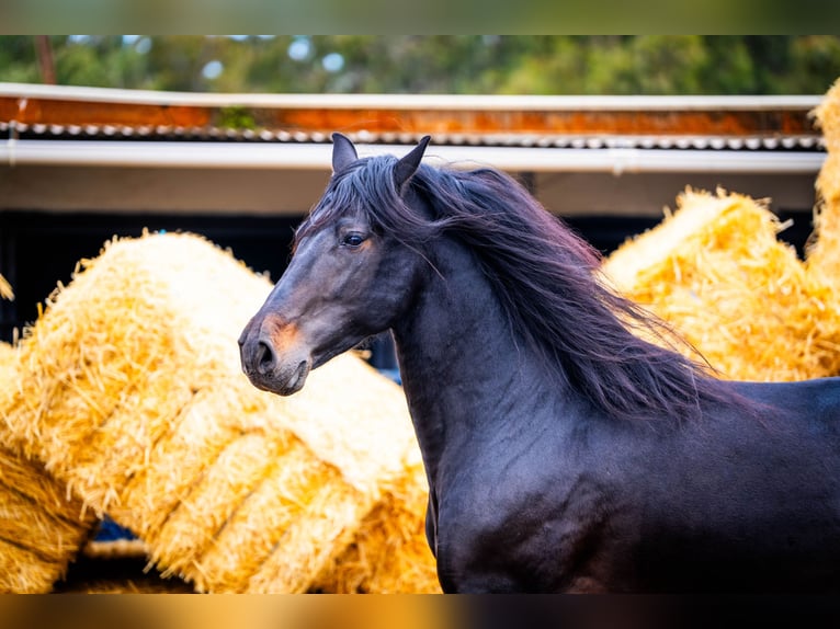 PRE Croisé Étalon 8 Ans 168 cm Noir in Valencia