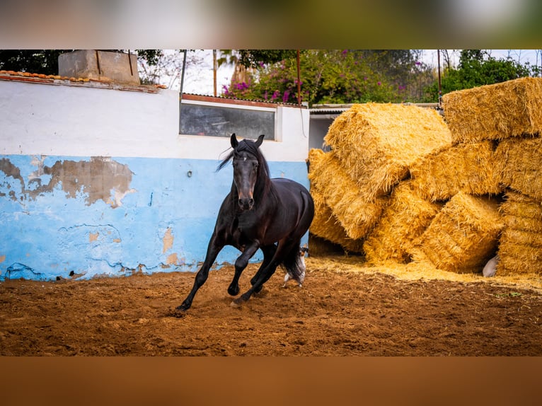 PRE Croisé Étalon 8 Ans 168 cm Noir in Valencia