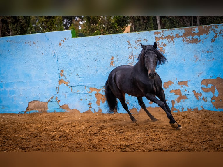 PRE Croisé Étalon 8 Ans 168 cm Noir in Valencia