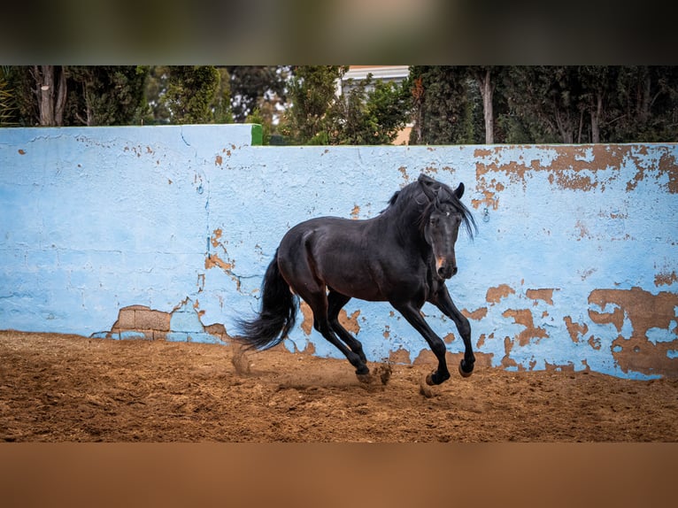 PRE Croisé Étalon 8 Ans 168 cm Noir in Valencia